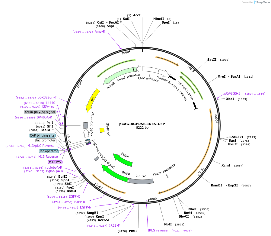 52297-plasmid-map-sequence-id-80941