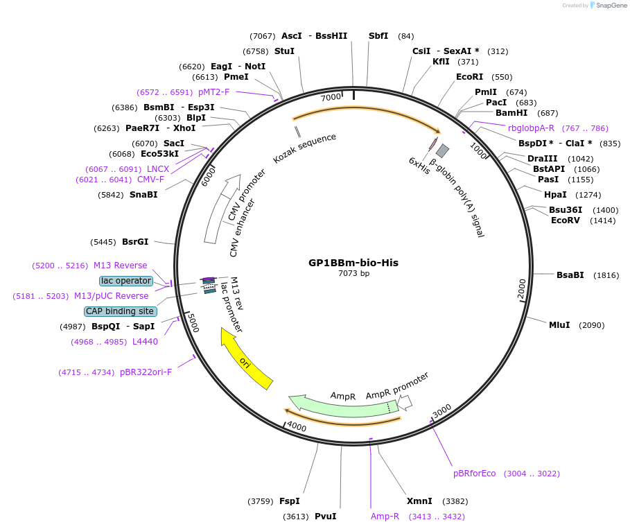 52314-plasmid-map-sequence-id-80944