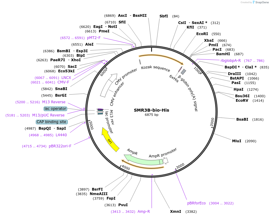 52183-plasmid-map-sequence-id-80946