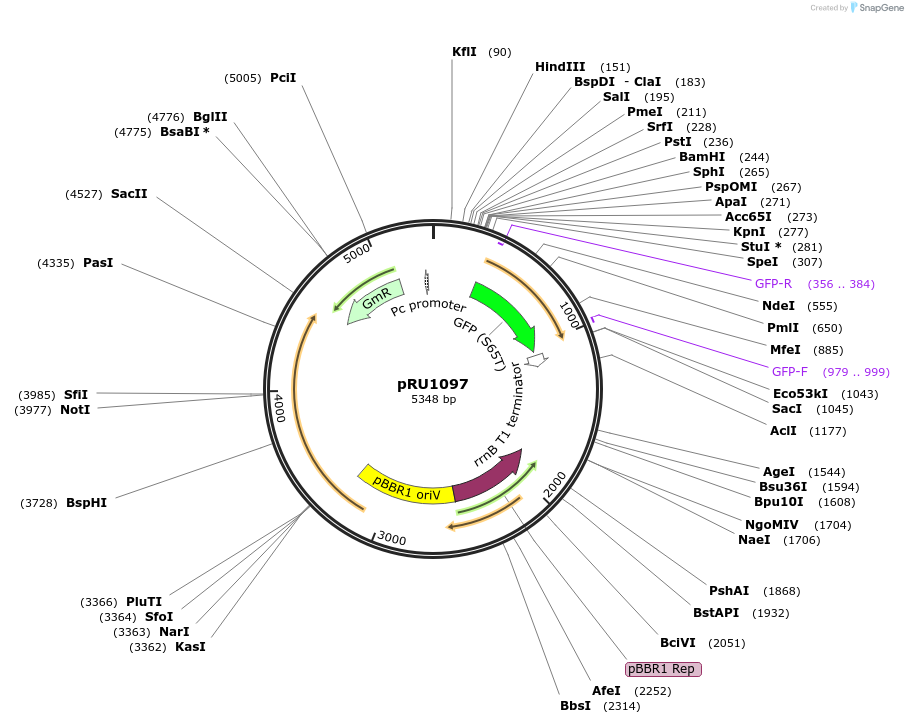 14462-plasmid-map-sequence-id-8096