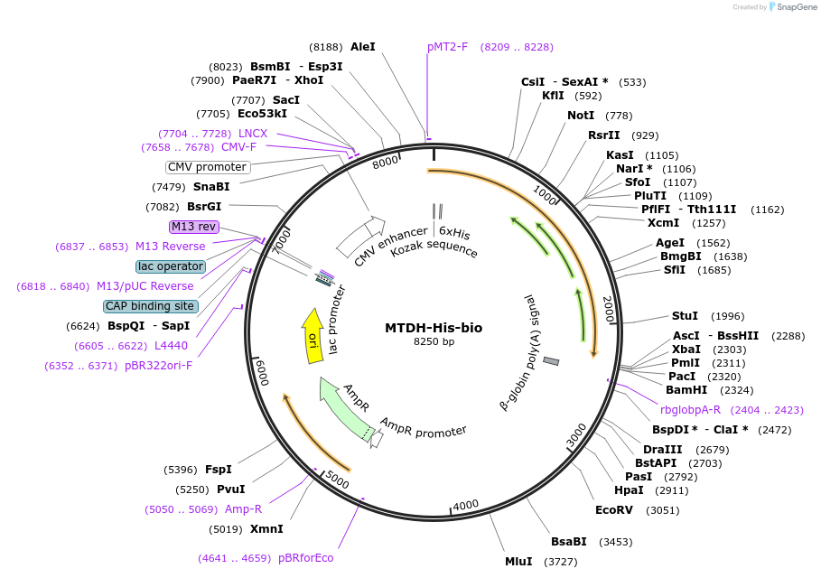 52331-plasmid-map-sequence-id-81050