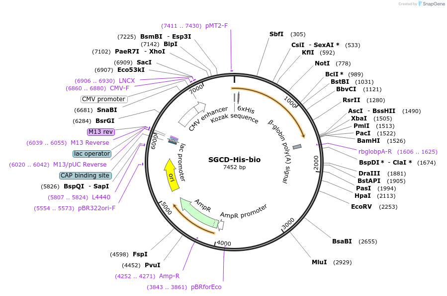 52333-plasmid-map-sequence-id-81054