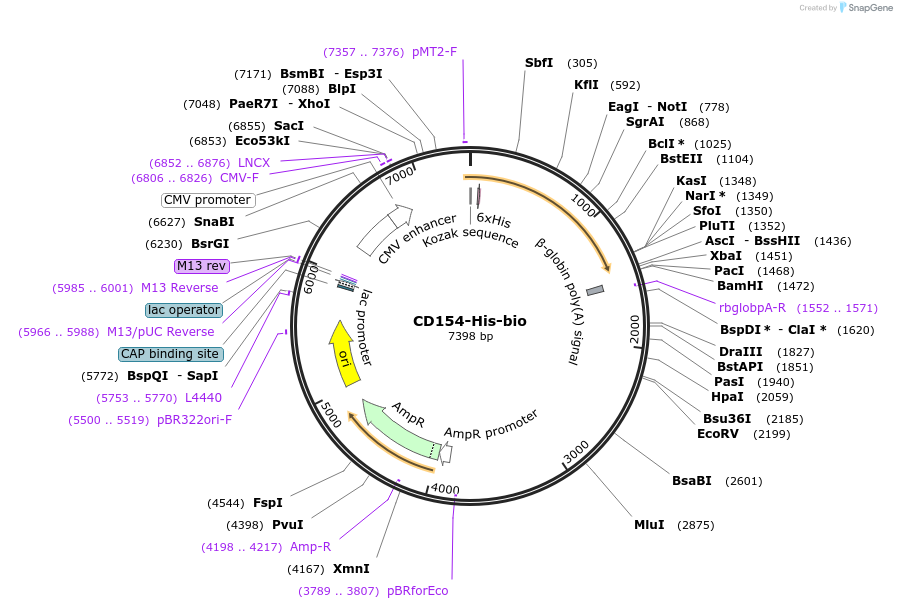 52337-plasmid-map-sequence-id-81058