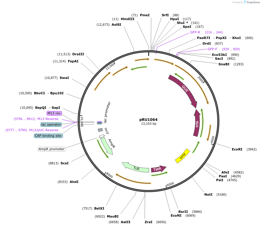 14472-plasmid-map-sequence-id-8106