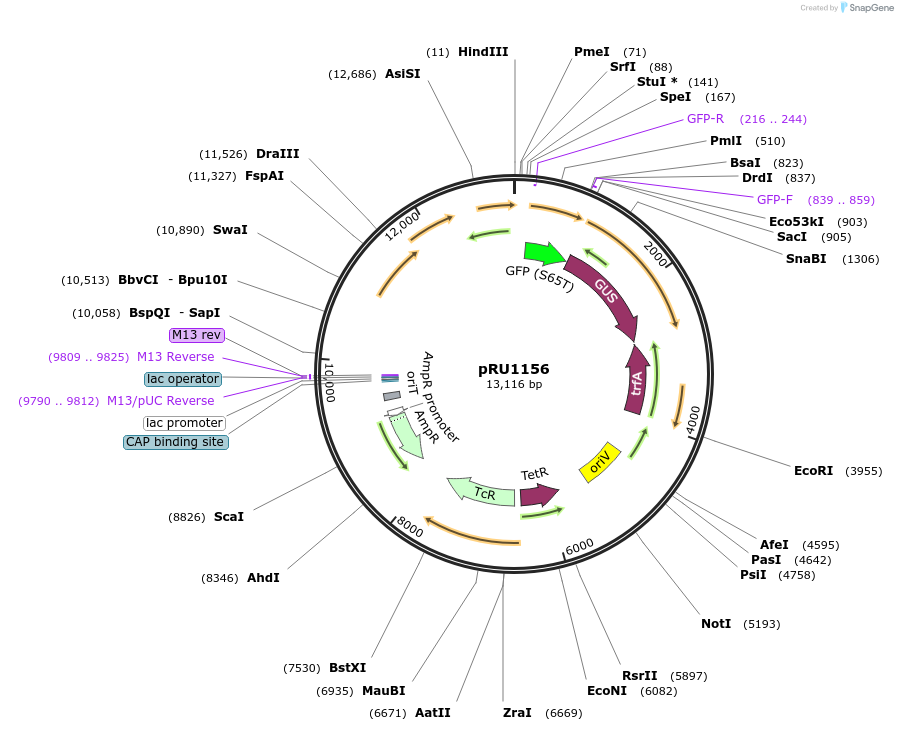 14473-plasmid-map-sequence-id-8107