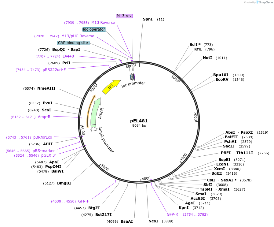 52351-plasmid-map-sequence-id-81076