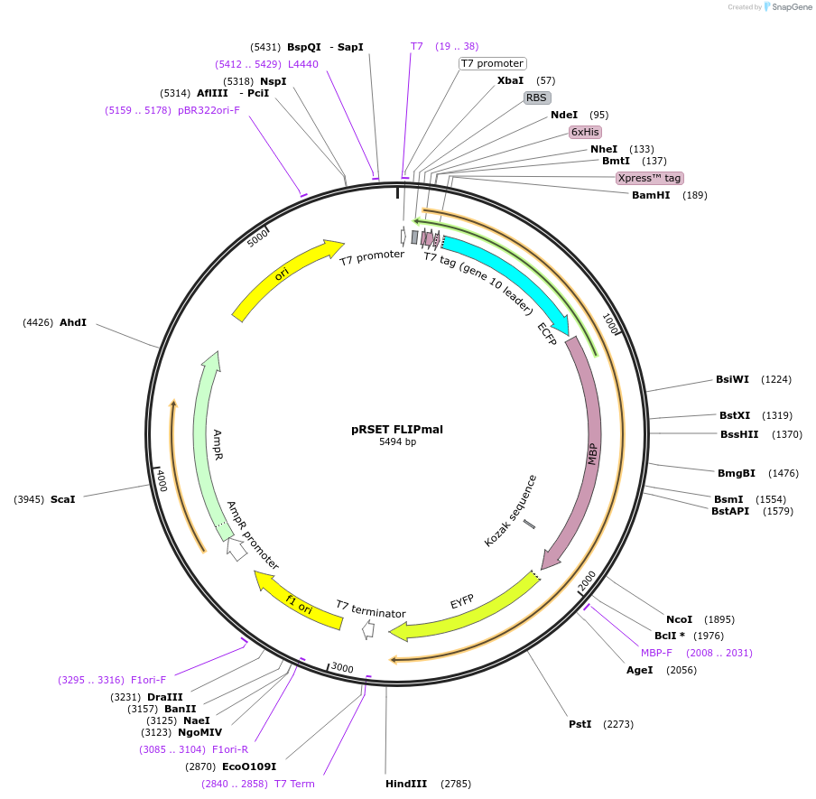 14478-plasmid-map-sequence-id-8110