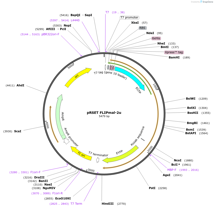 14479-plasmid-map-sequence-id-8111
