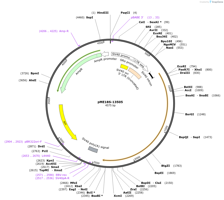 52384-plasmid-map-sequence-id-81131