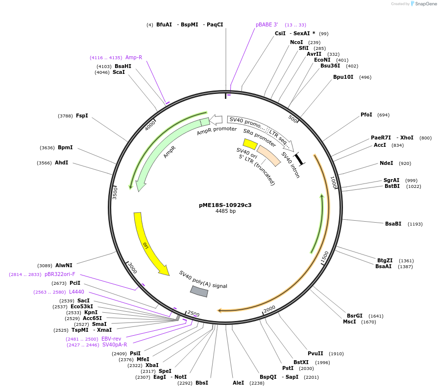 52387-plasmid-map-sequence-id-81134
