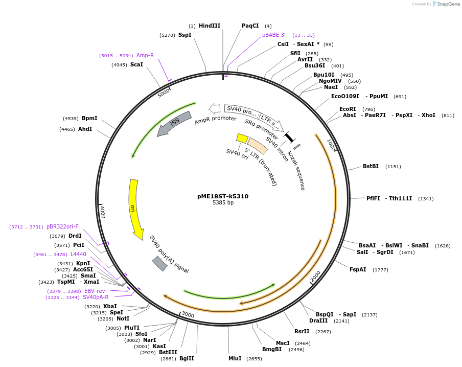 52388-plasmid-map-sequence-id-81135