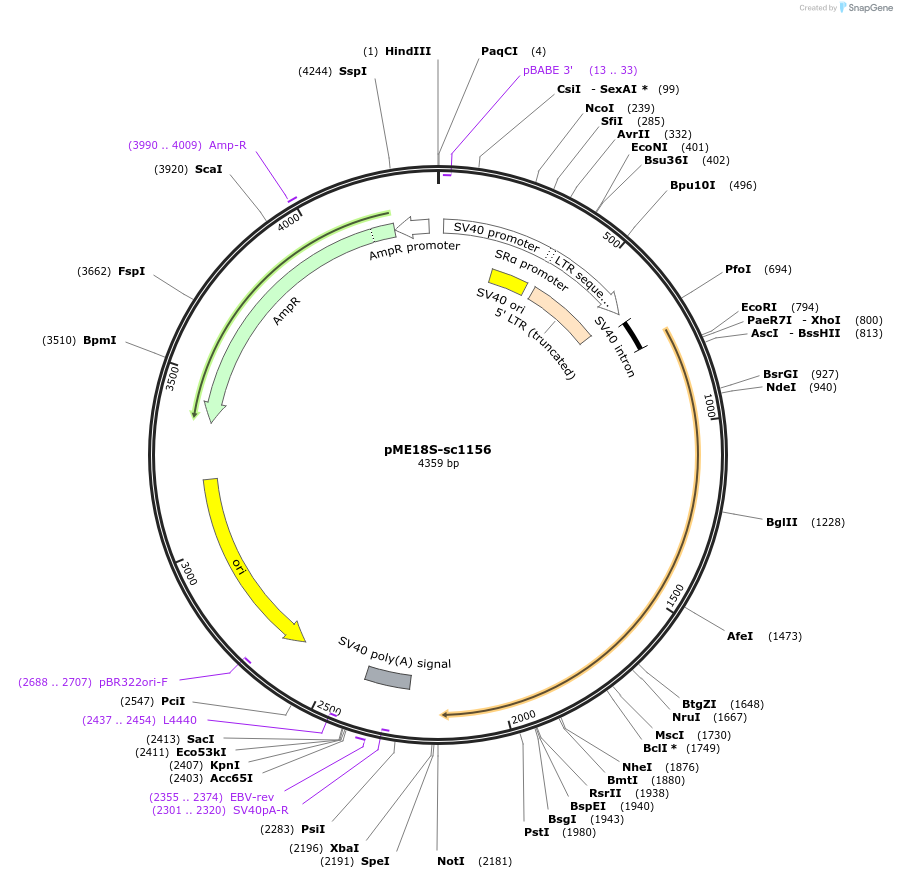 52389-plasmid-map-sequence-id-81137