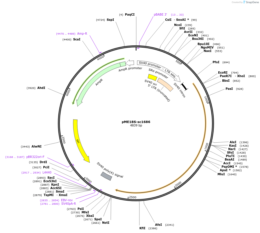 52390-plasmid-map-sequence-id-81138