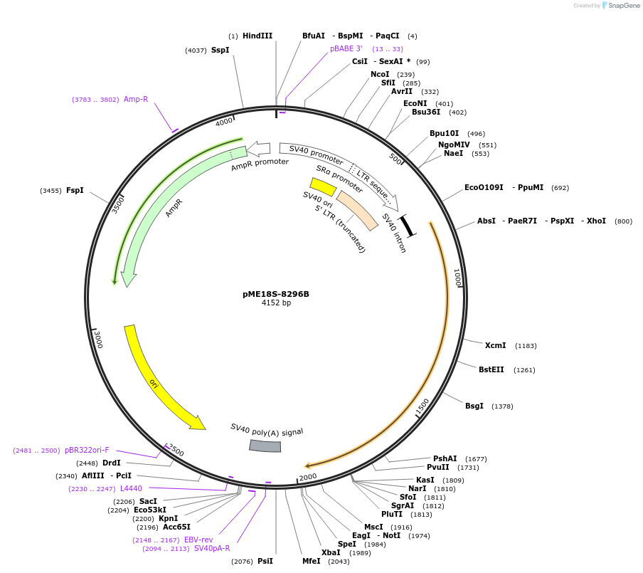 52392-plasmid-map-sequence-id-81141