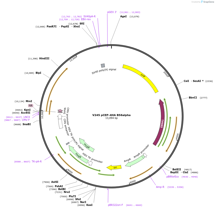14532-plasmid-map-sequence-id-8132
