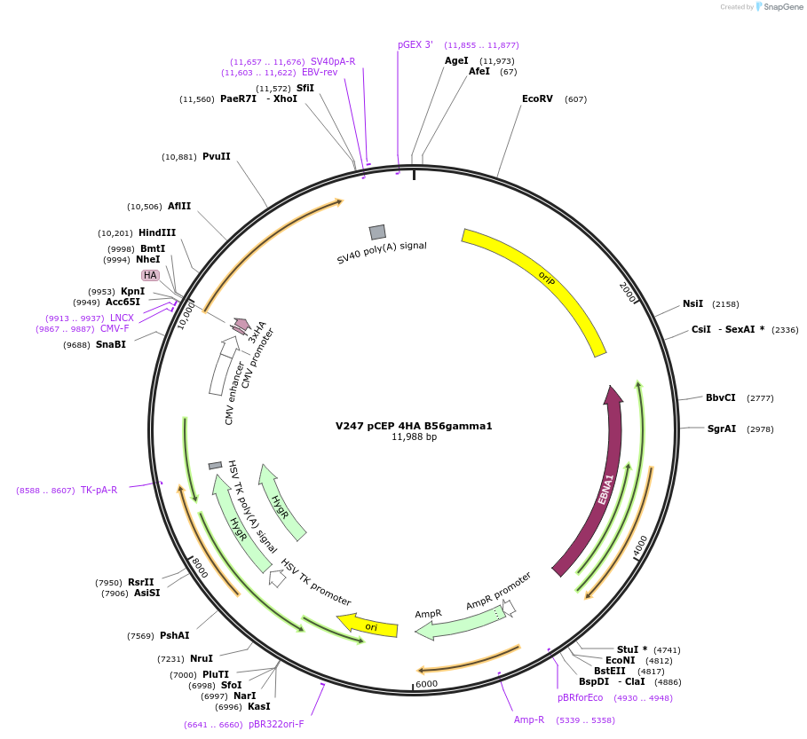 14534-plasmid-map-sequence-id-8134