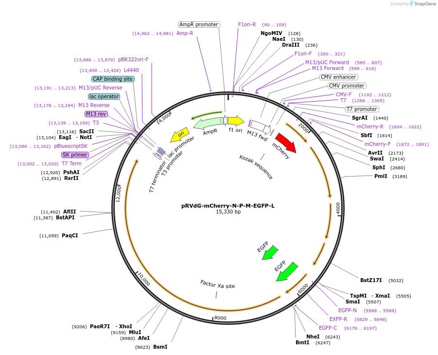 52480-plasmid-map-sequence-id-81367