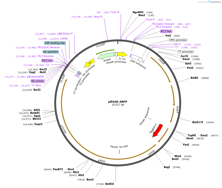 52489-plasmid-map-sequence-id-81389