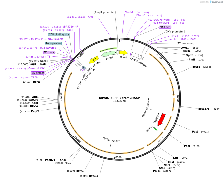52499-plasmid-map-sequence-id-81437