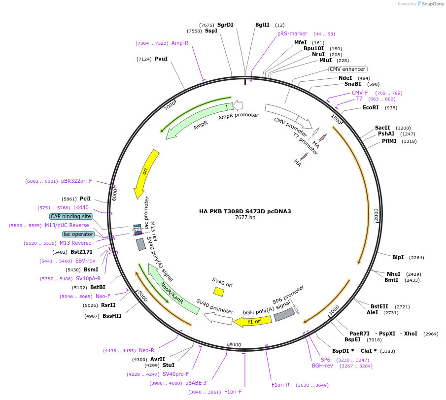 14751-plasmid-map-sequence-id-8148