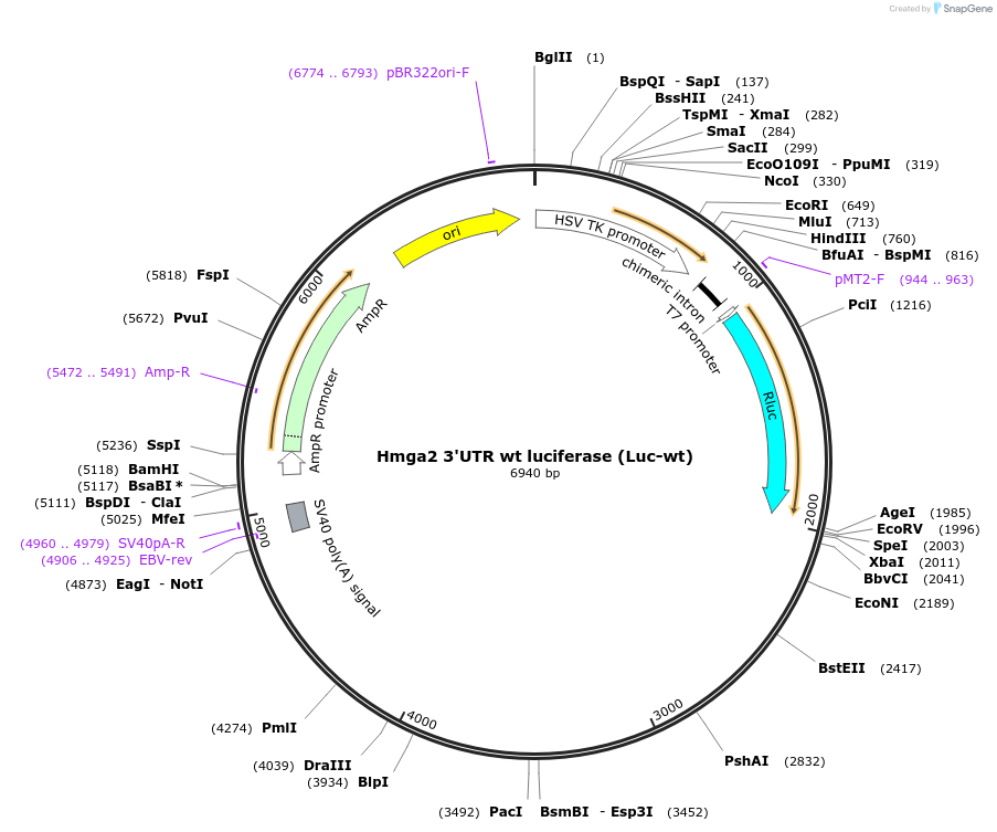 14785-plasmid-map-sequence-id-8157