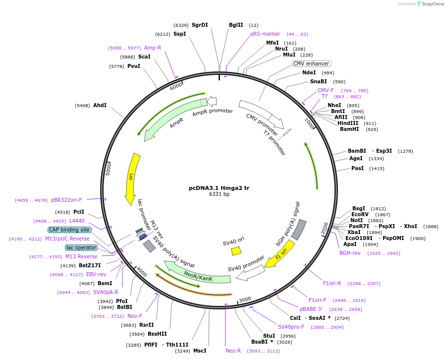 14793-plasmid-map-sequence-id-8159