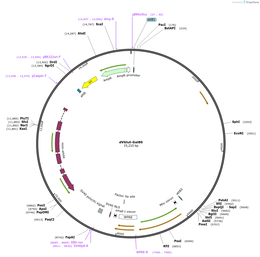 52555-plasmid-map-sequence-id-81590