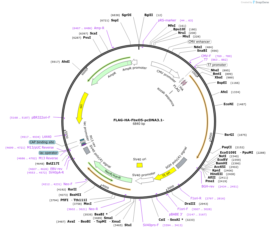 52509-plasmid-map-sequence-id-81662