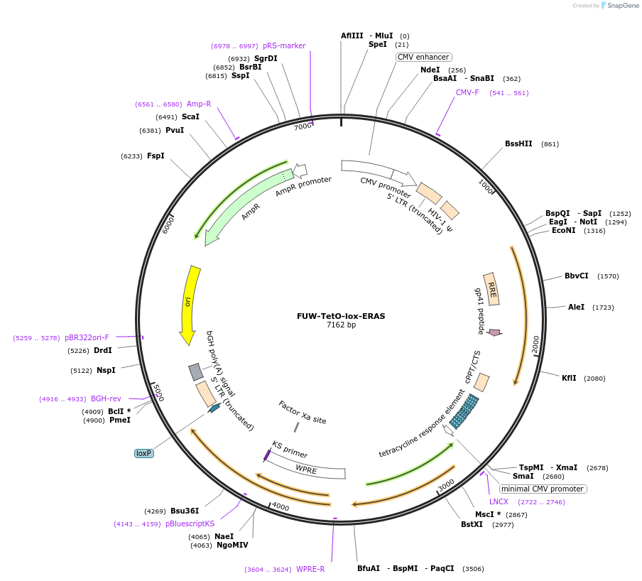 52417-plasmid-map-sequence-id-81710