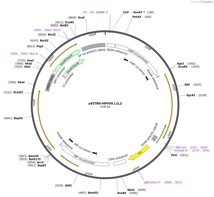 52585-plasmid-map-sequence-id-81718