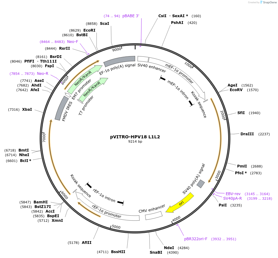 52592-plasmid-map-sequence-id-81725