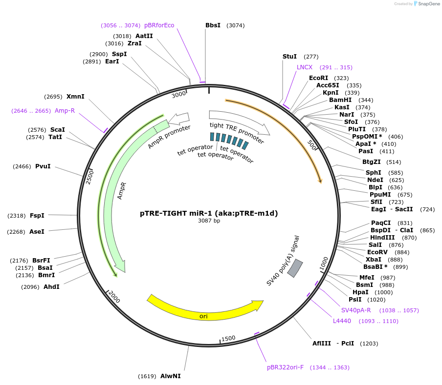 14896-plasmid-map-sequence-id-8174