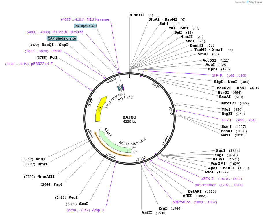 14910-plasmid-map-sequence-id-8179