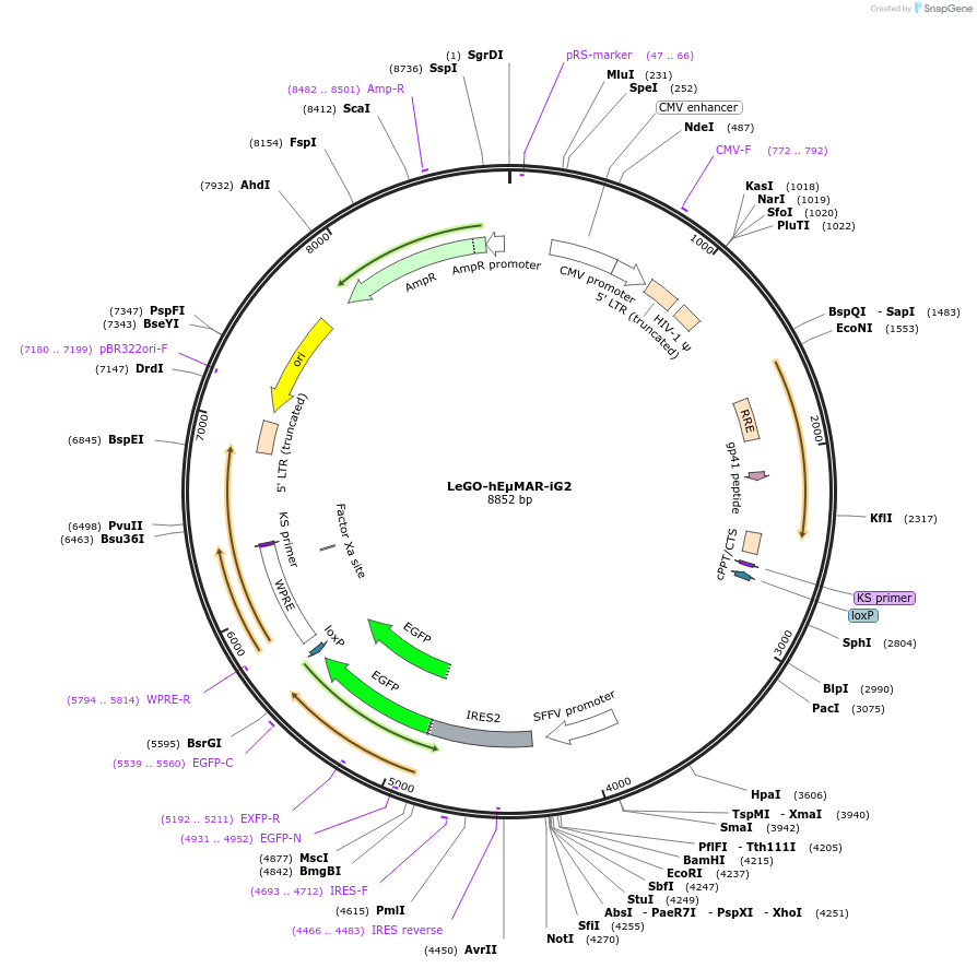 52635-plasmid-map-sequence-id-81801