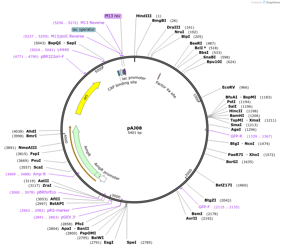 14912-plasmid-map-sequence-id-8181