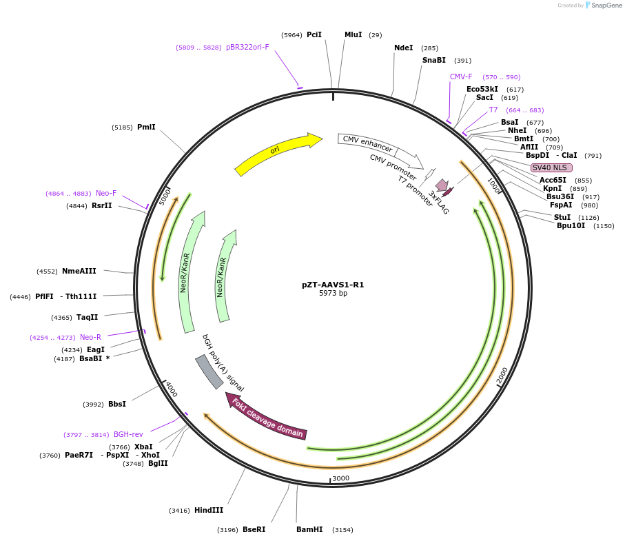52638-plasmid-map-sequence-id-81843
