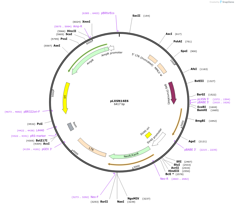 52395-plasmid-map-sequence-id-81850