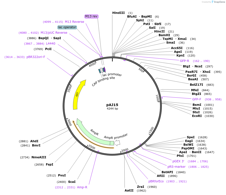 14917-plasmid-map-sequence-id-8186