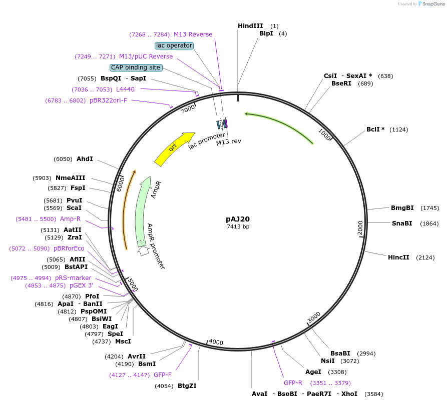 14919-plasmid-map-sequence-id-8188