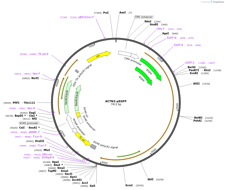 52669-plasmid-map-sequence-id-81952