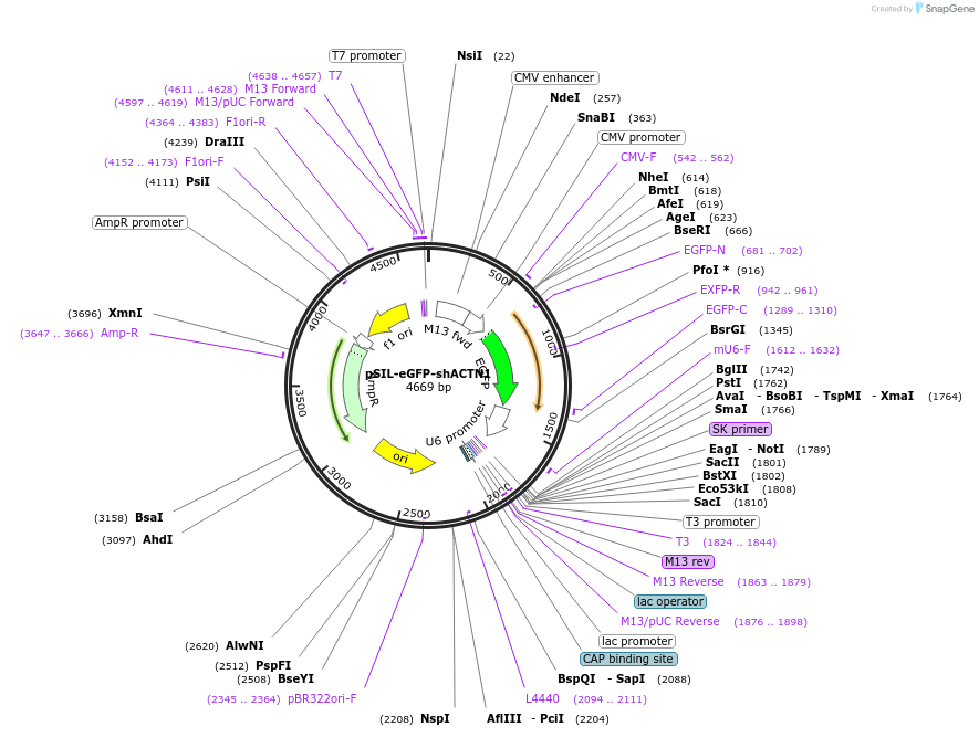 52676-plasmid-map-sequence-id-81961