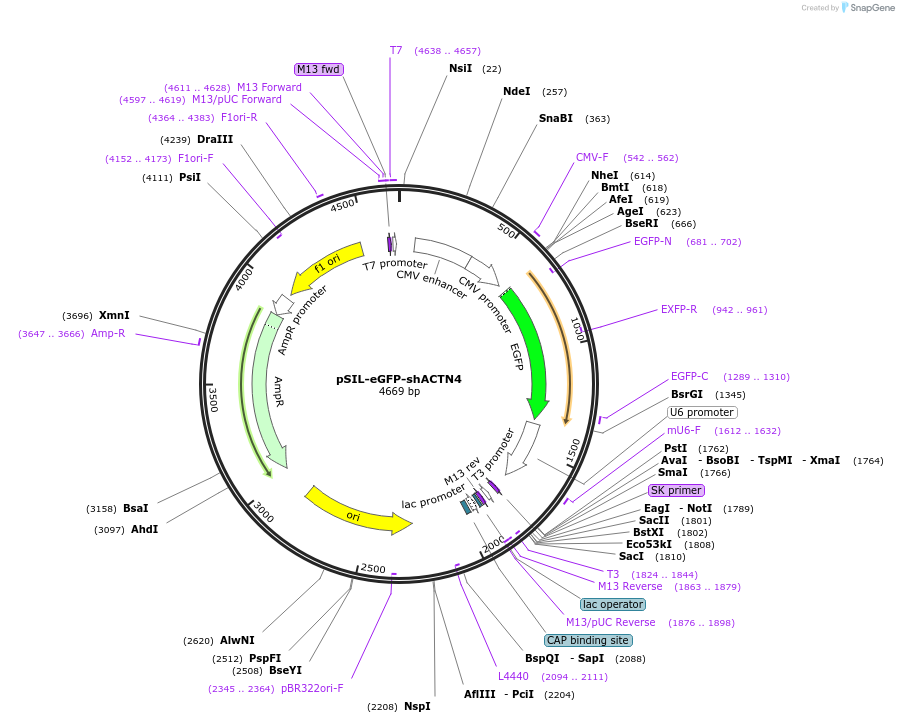 52679-plasmid-map-sequence-id-81966