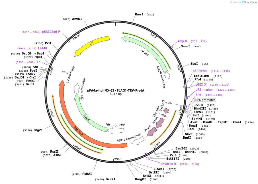 52692-plasmid-map-sequence-id-82002