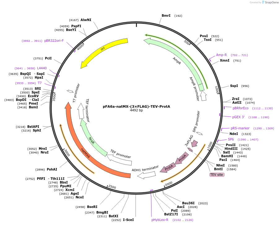 52693-plasmid-map-sequence-id-82003