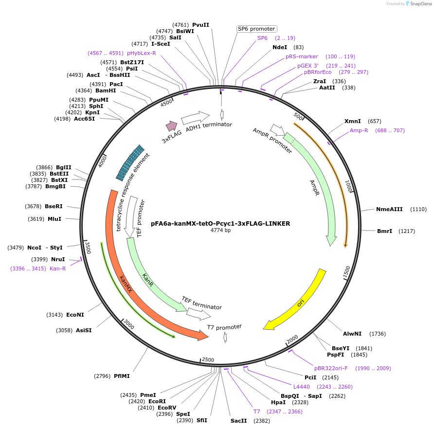 52689-plasmid-map-sequence-id-82019