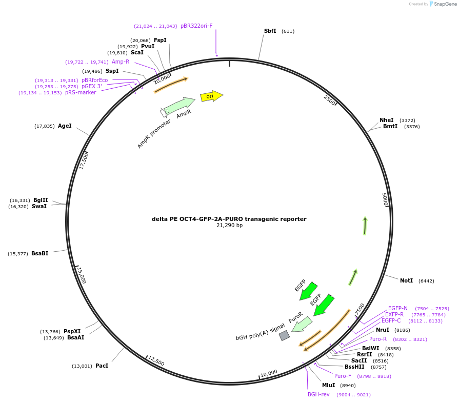 52380-plasmid-map-sequence-id-82023