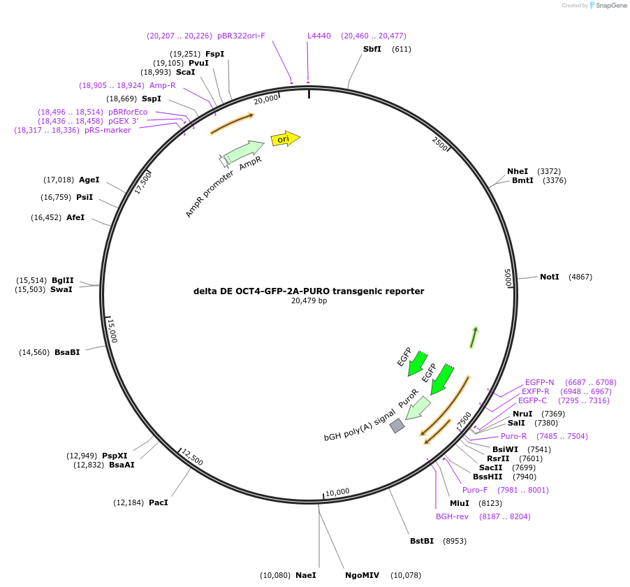 52381-plasmid-map-sequence-id-82024