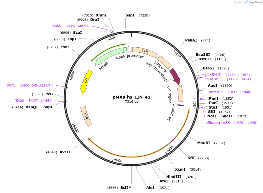 52716-plasmid-map-sequence-id-82064