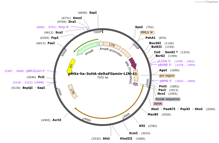 52721-plasmid-map-sequence-id-82070