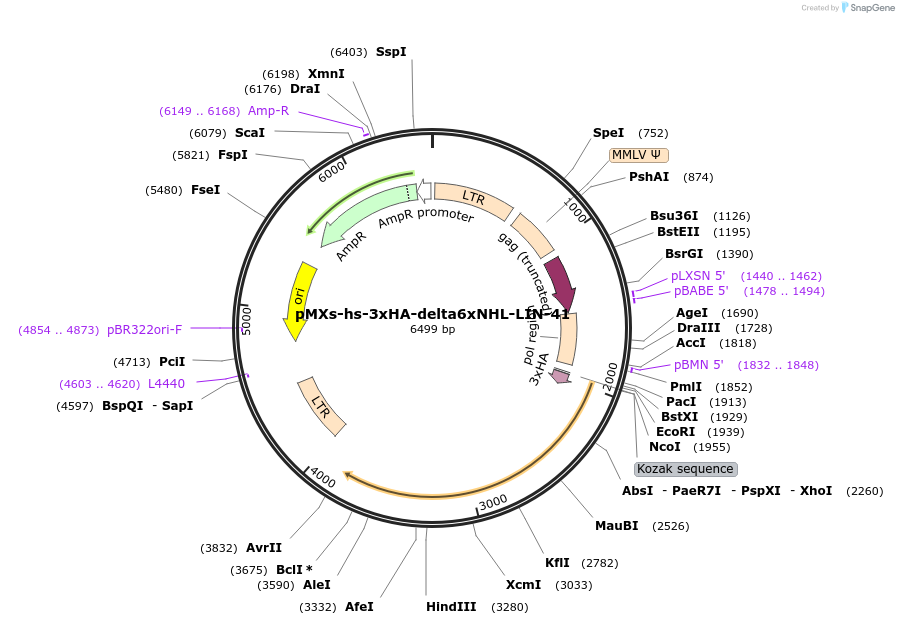 52722-plasmid-map-sequence-id-82073